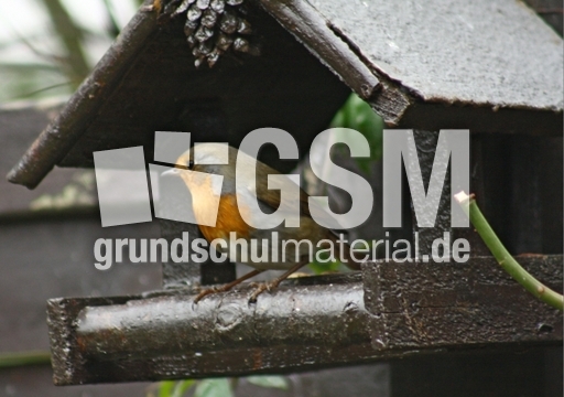F-Rotkehlchen-Futterhaus-49.jpg
